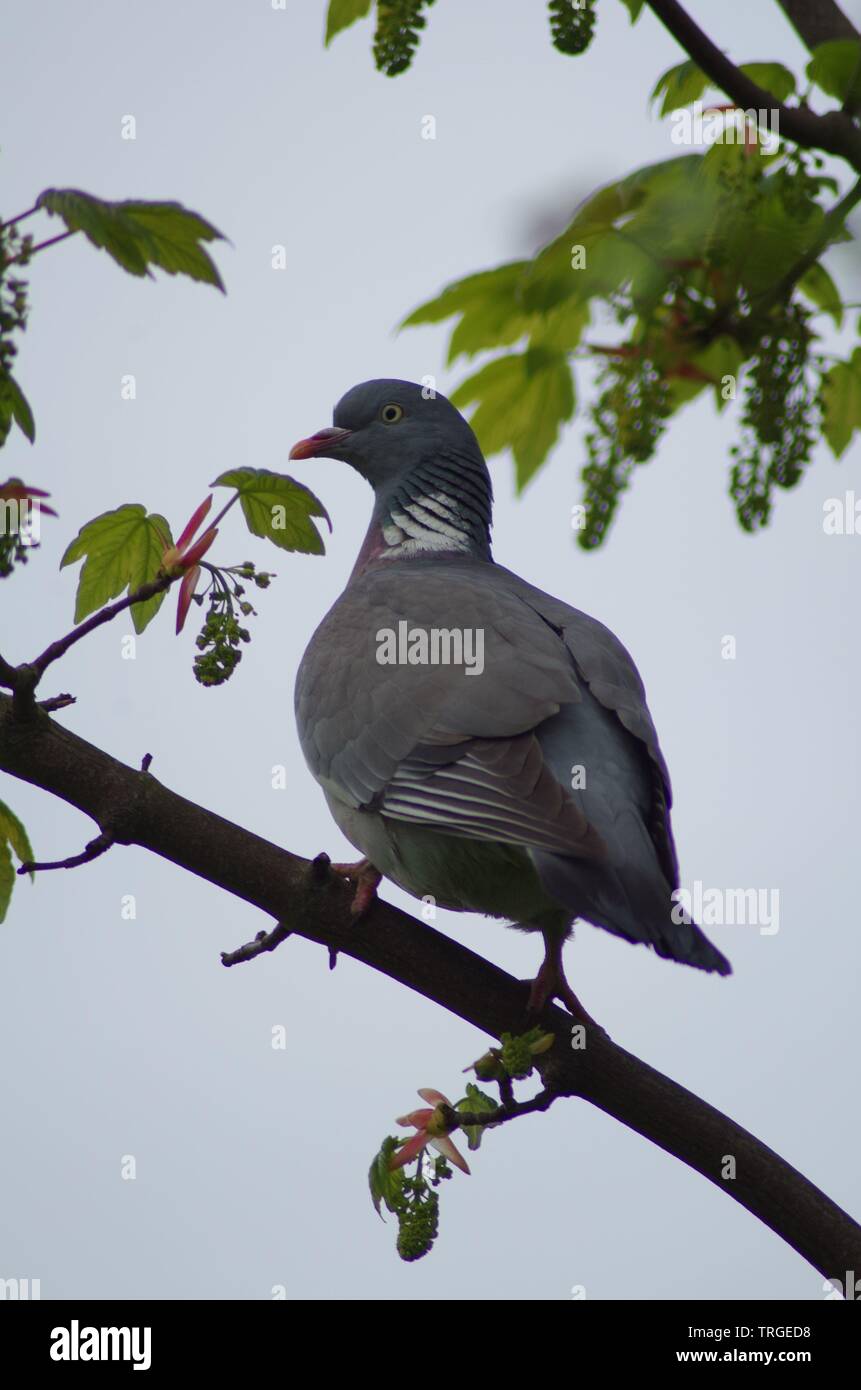 Wood Pigeon (Columba palumbus) Perched in a Sycamore Tree. Exeter, Devon, UK. Stock Photo