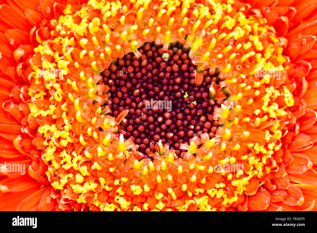 Macro image of a red flower with yellow details around a darker centre Stock Photo