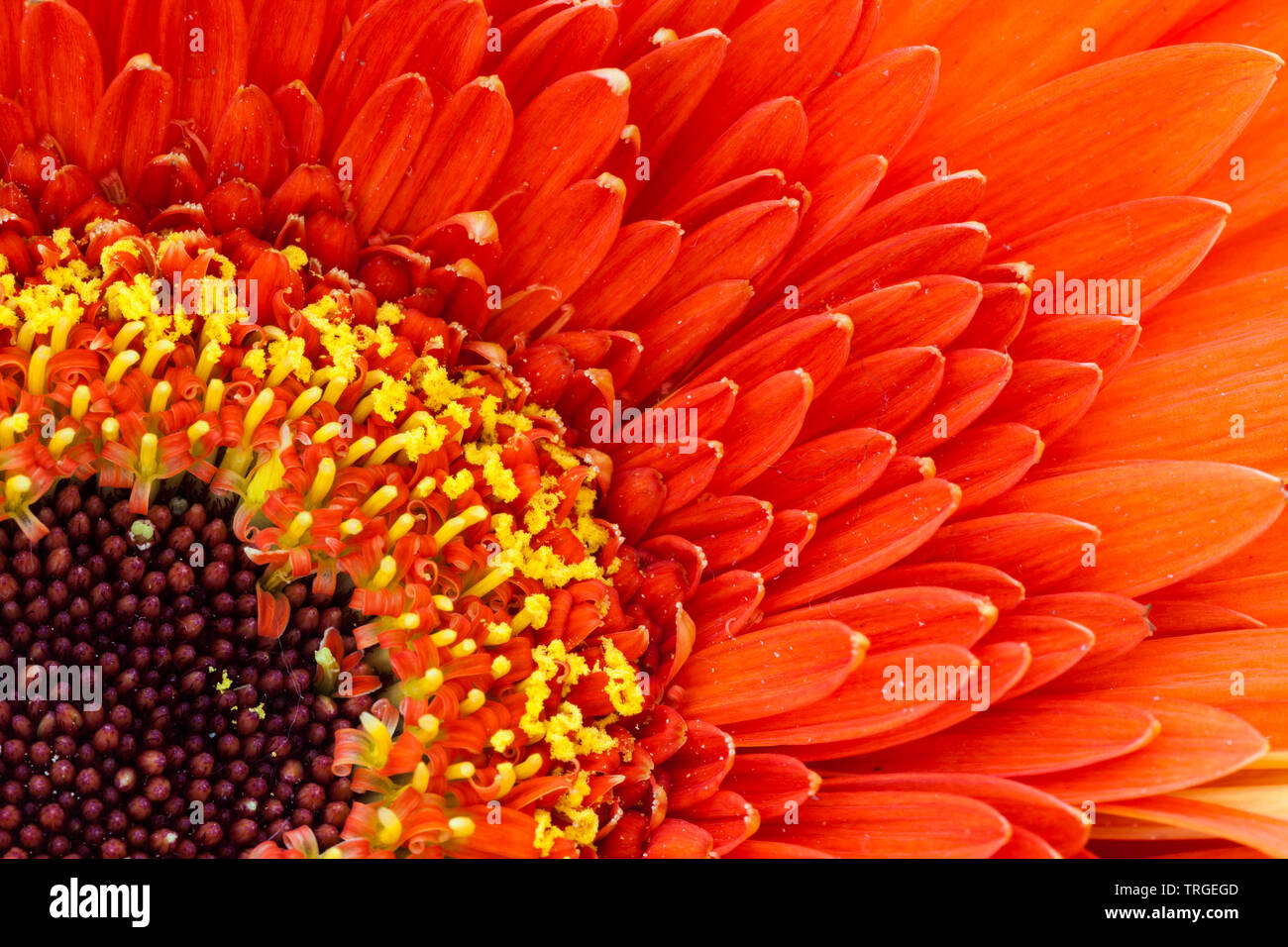 Macro image of a red flower with yellow details around a darker centre Stock Photo