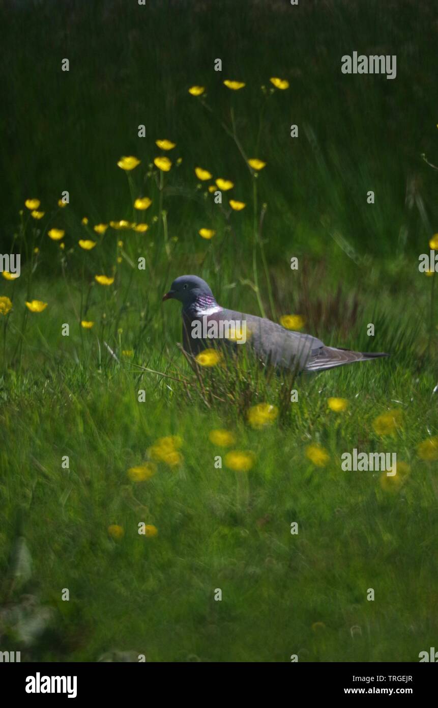 Wood Pigeon (Columba palumbus) in a Field of Long Grass and Creeping Buttercup Flowers. Exeter, Devon, UK. Stock Photo