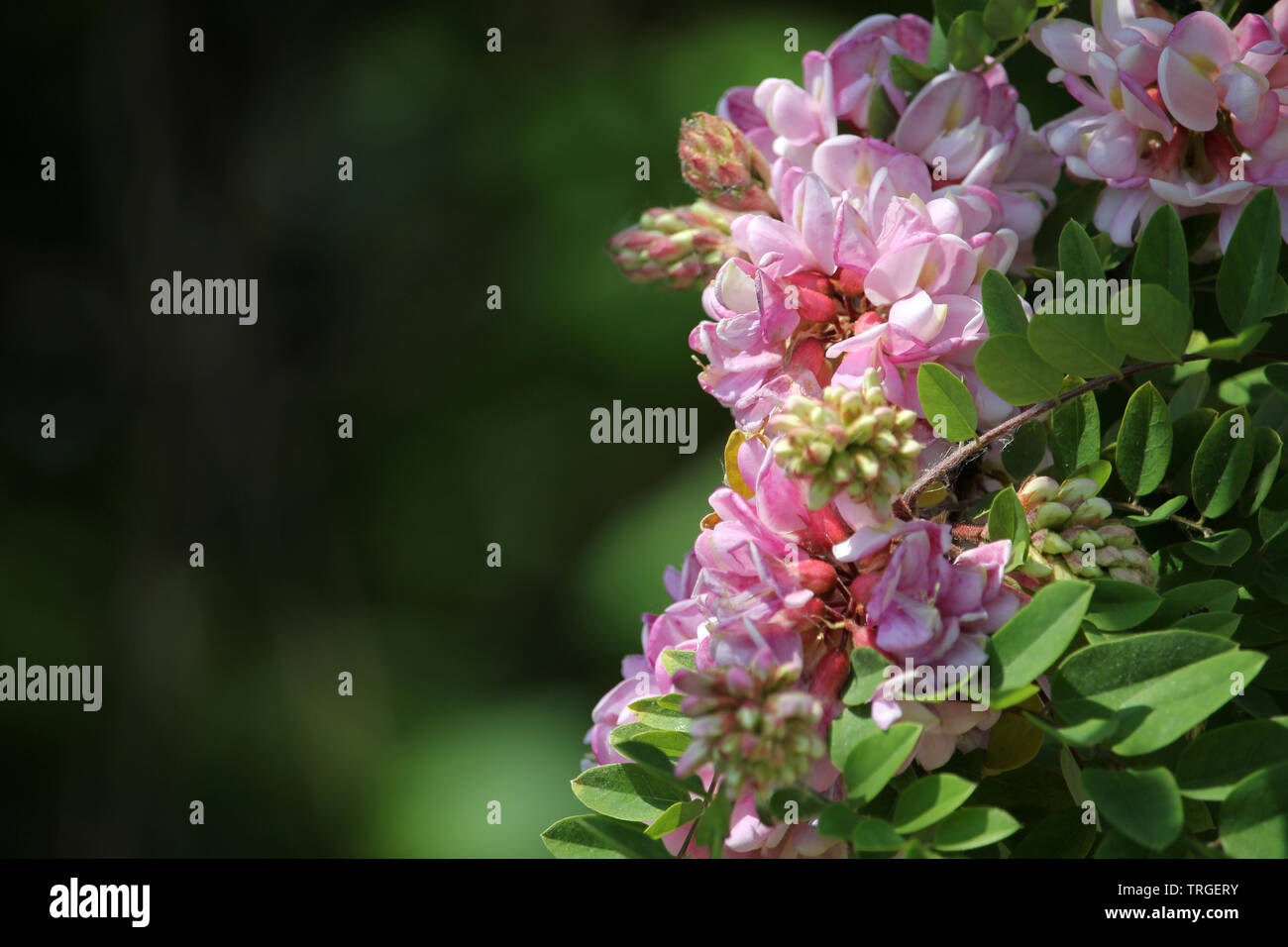 Blooming rose acacia bunch close up spring background. Spring branch with clammy locust (Robinia Viscosa or Robinia hispida) flowers. Stock Photo