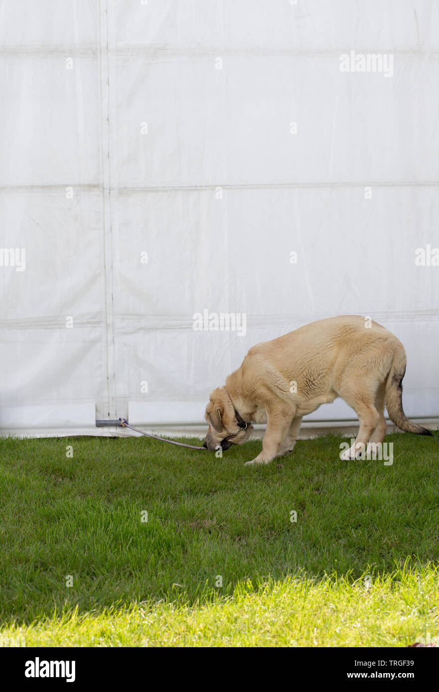 A baby mastiff is biting its leash Stock Photo