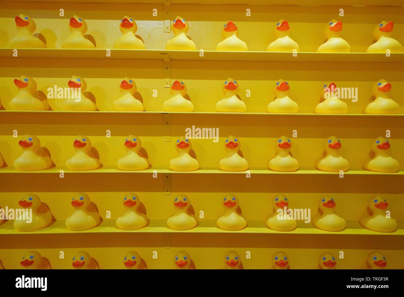 Rows of yellow rubber ducks on a wall. Stock Photo