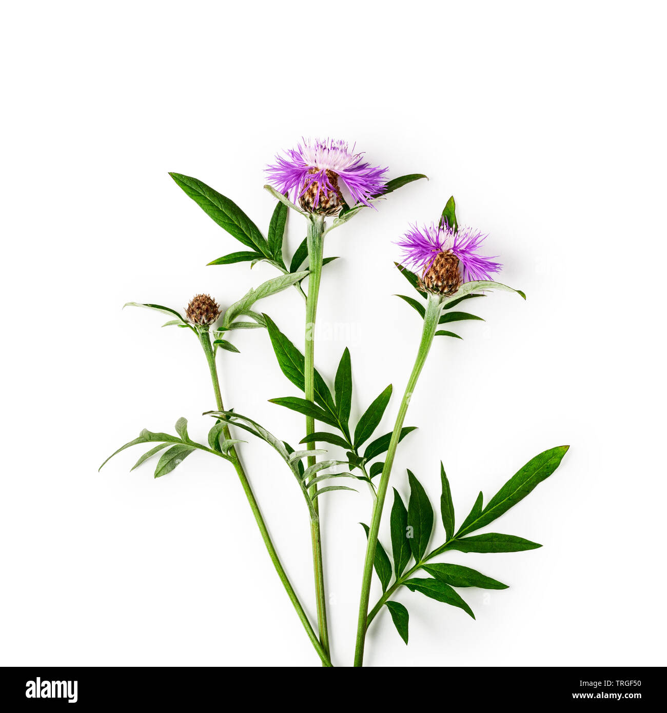 Pink centaurea knapweed flower bunch with flowers, leaves and steam. Purple cornflowers in summer garden arrangement isolated on white background with Stock Photo