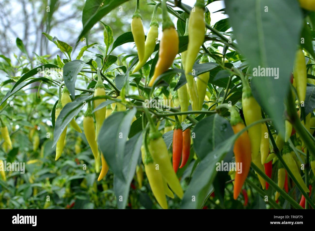 Cayenne Pepper Plant Growing High Resolution Stock Photography and