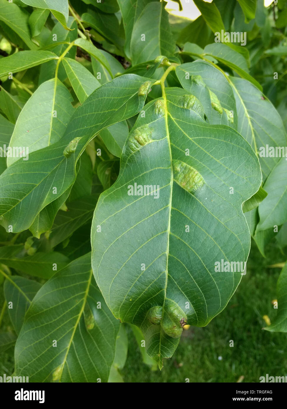 Bumps on the leaves of a walnut tree caused by walnut blister mites (Phytotus tristriatus) Stock Photo