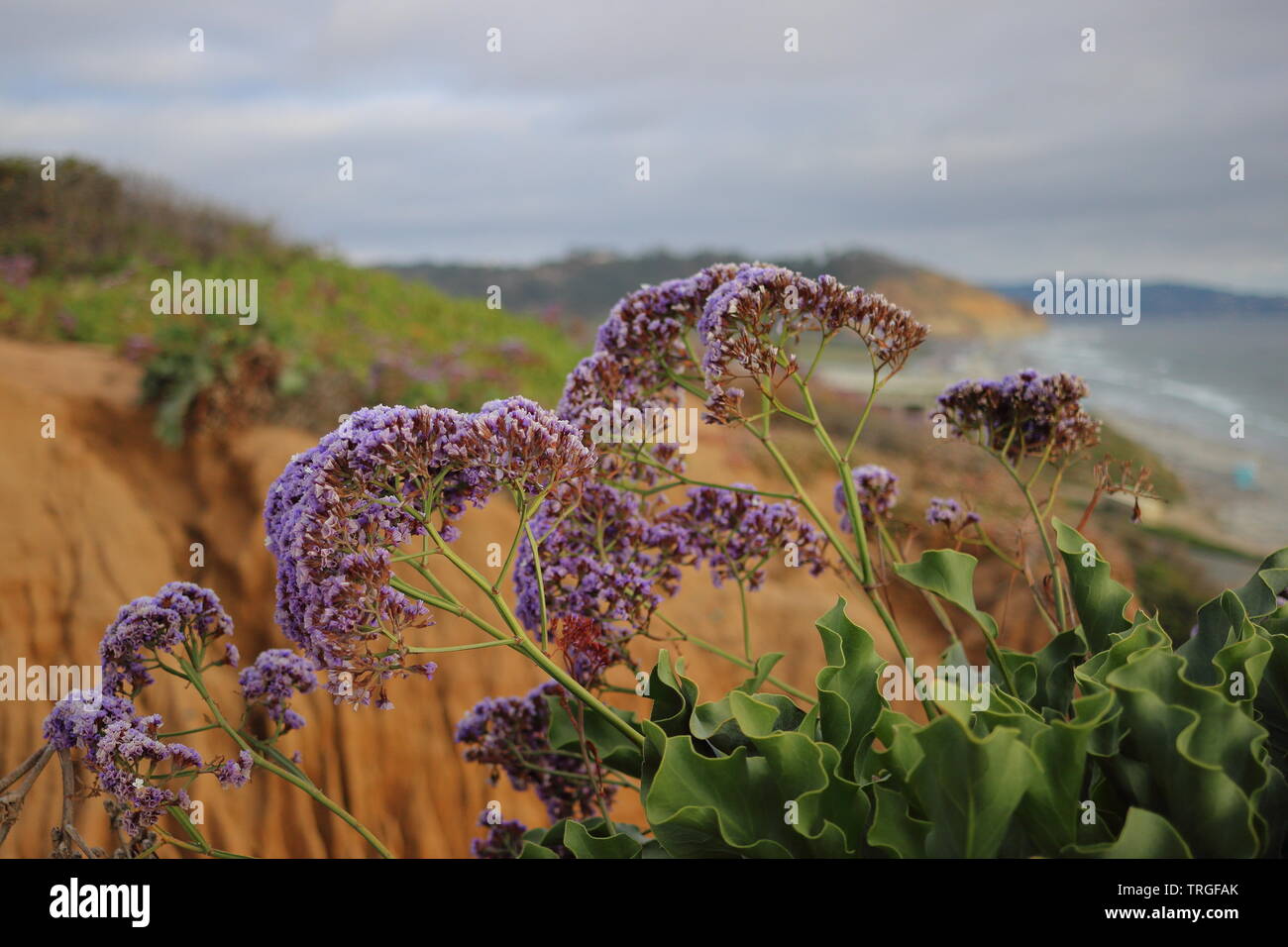Flowers with Torrey Pines Beach Cliffs Stock Photo