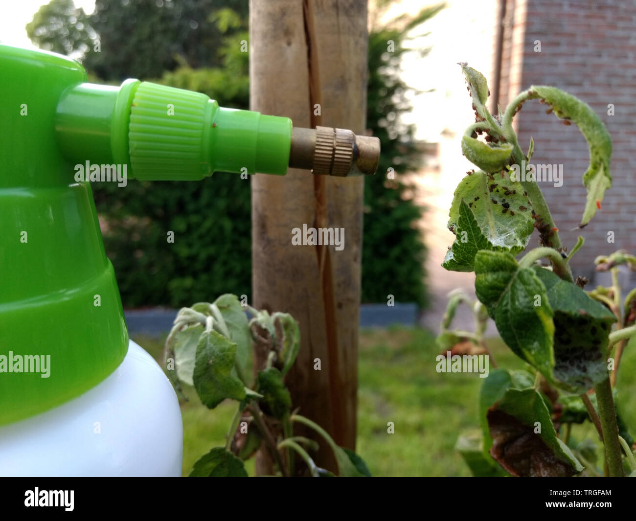 Spraying insecticides on aphid parasites on apple tree Stock Photo