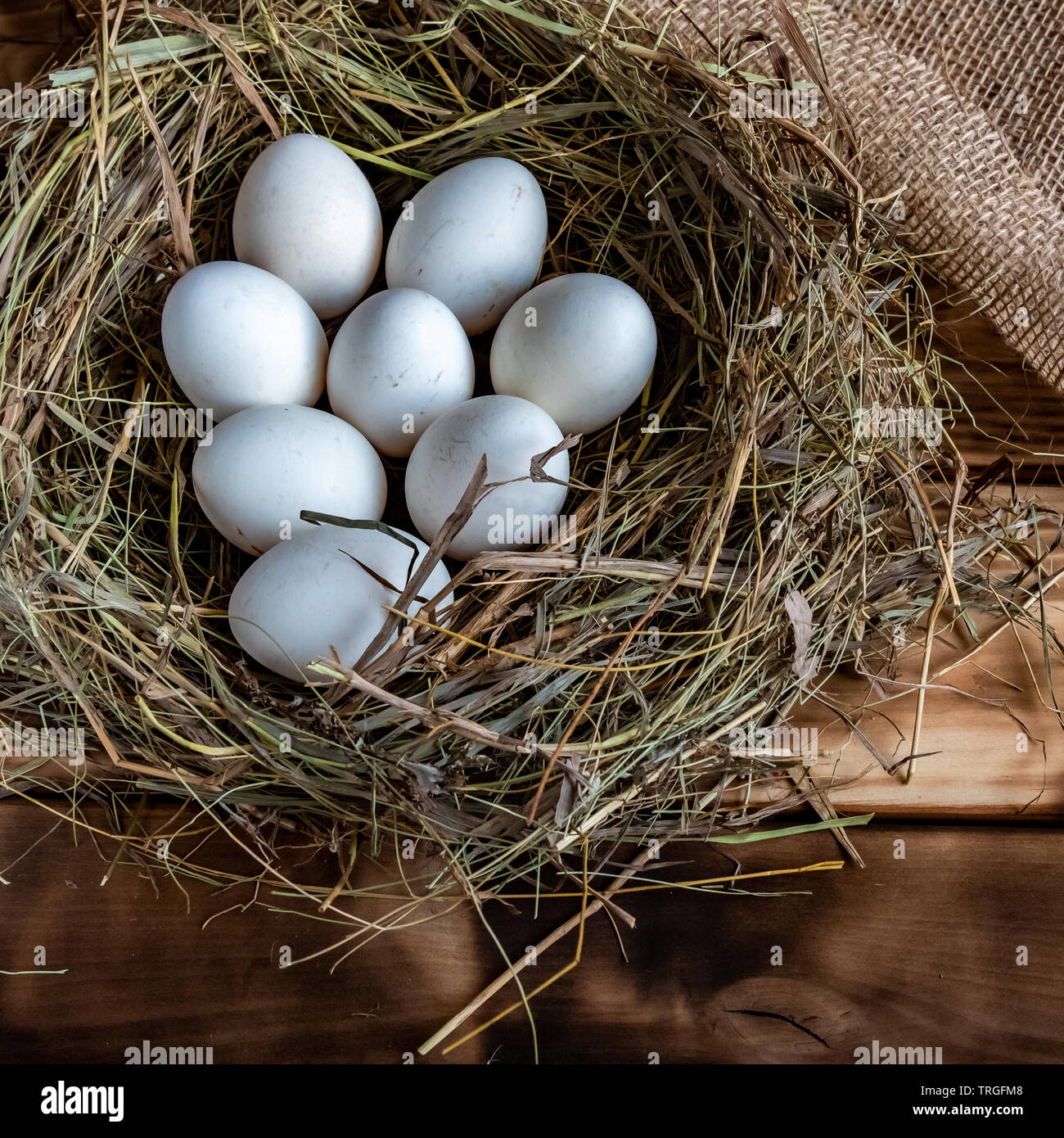 chicken egg in the nest Stock Photo - Alamy