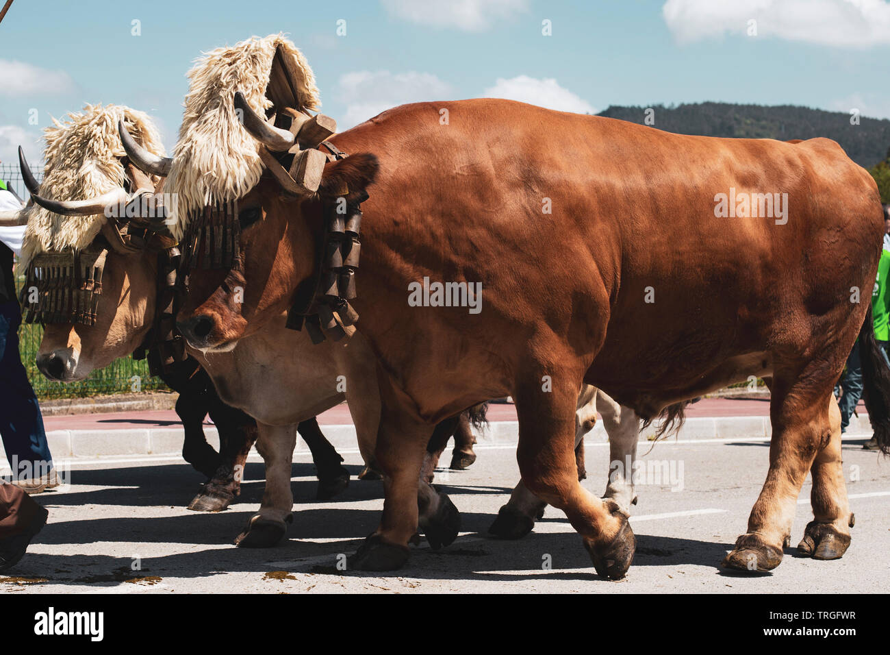 Oxen dragging Stock Photo