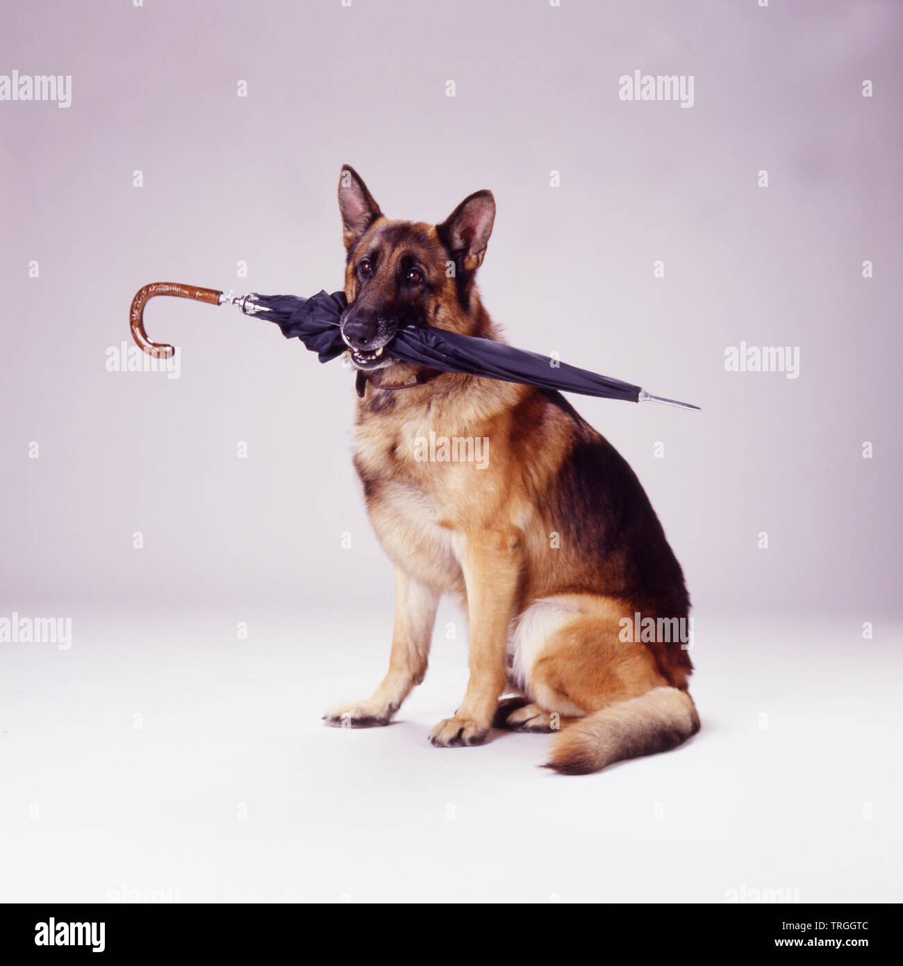 German Shepherd Umbrella German Shepherd Umbrella