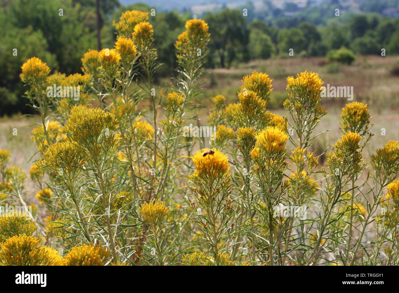 A cluster of yellow Mountain Rabbitbrush Flowers with a wasp gathering nectar on the flowers in Red Rocks State Park, Colorado, USA Stock Photo