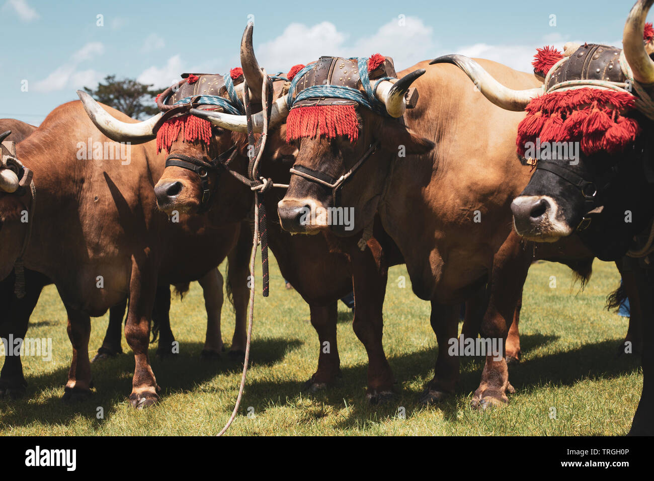 Portrait of oxen Stock Photo
