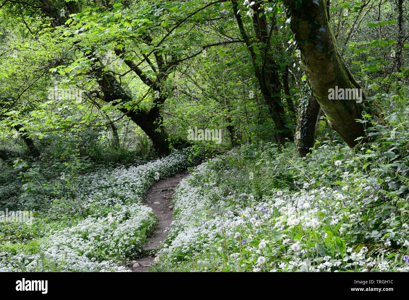 Winding path through ramsons  wild garlic Allium ursinum  Green Castle Woods Woodland Trust woodland Llangain Carmarthenshire Wales UK Stock Photo