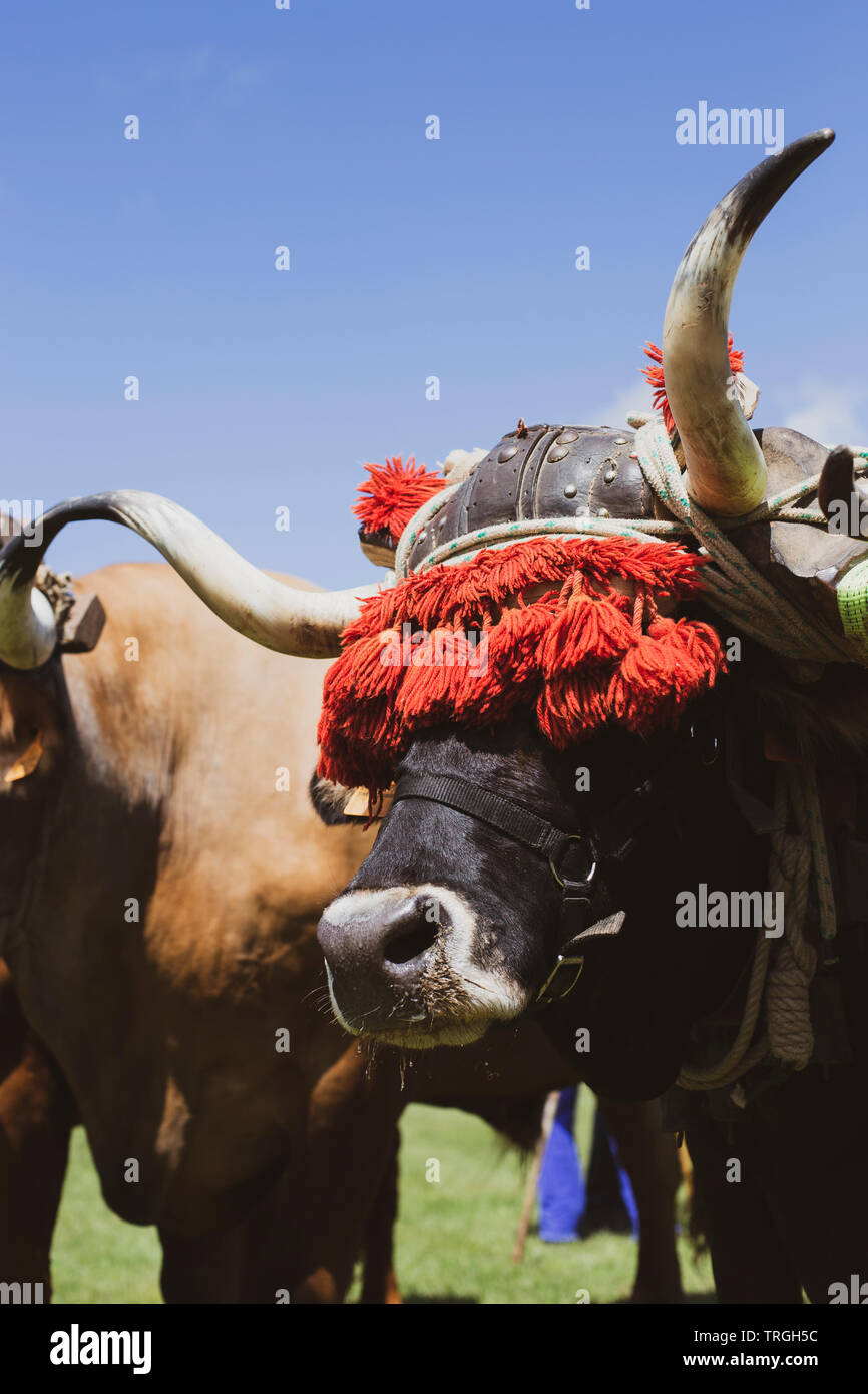 Portrait of an ox Stock Photo