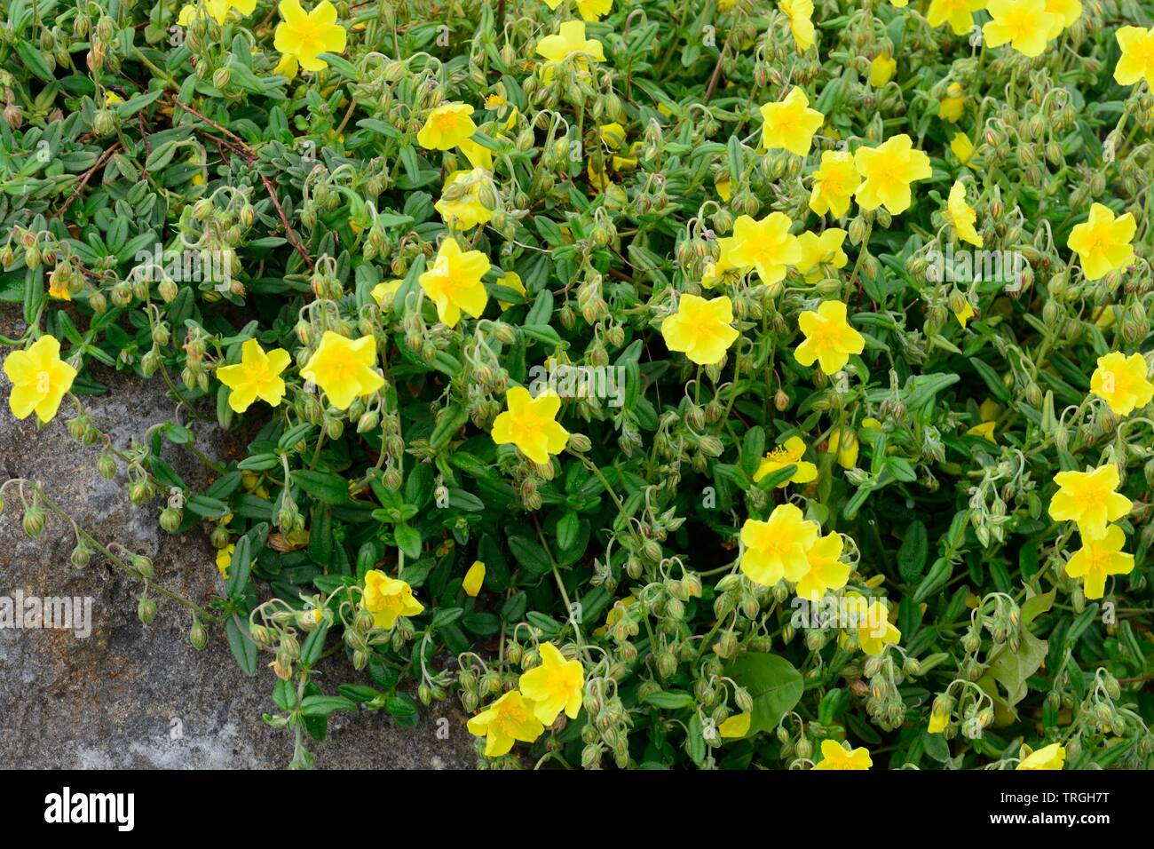 Helianthemum nummularium common rock rose yellow flowers Stock Photo