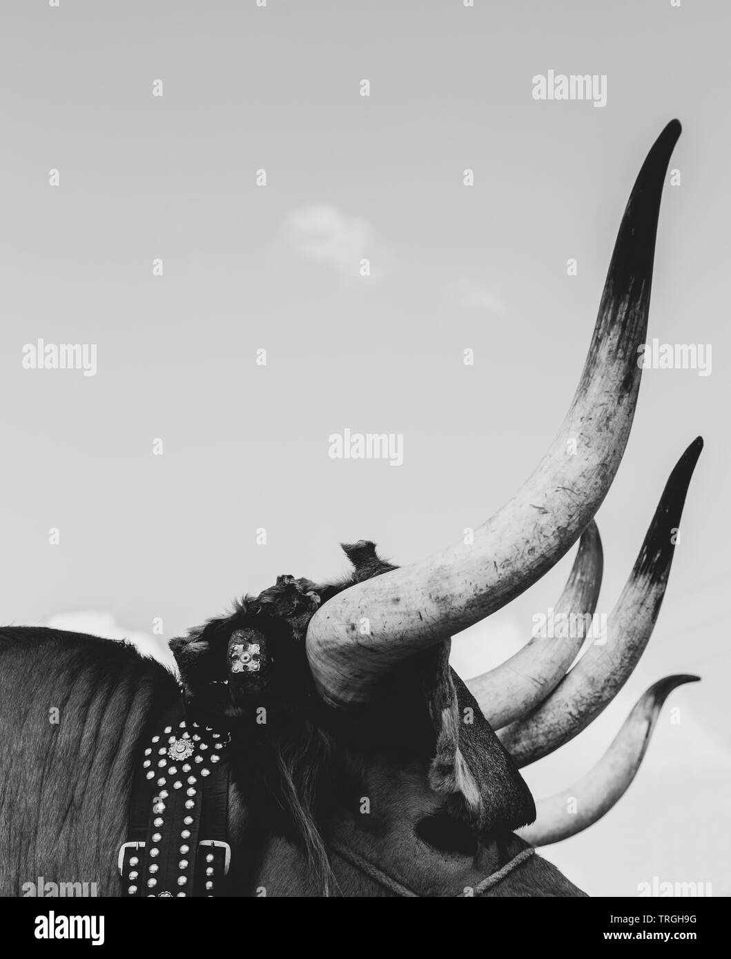 Horns of oxen Stock Photo - Alamy
