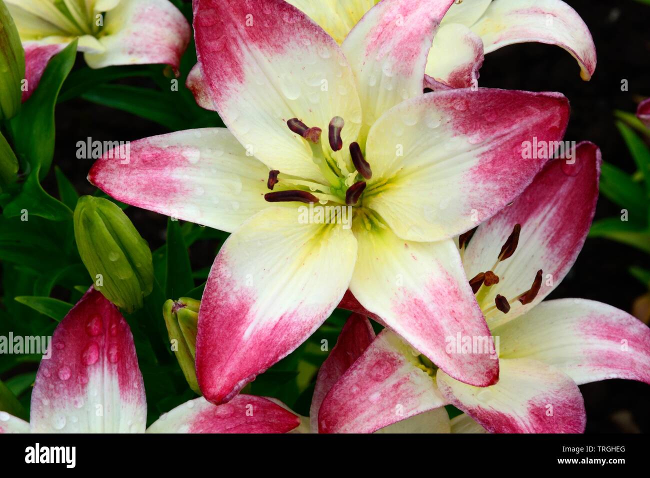 Lilium lollypop Asiatic lilies flowers Stock Photo Alamy