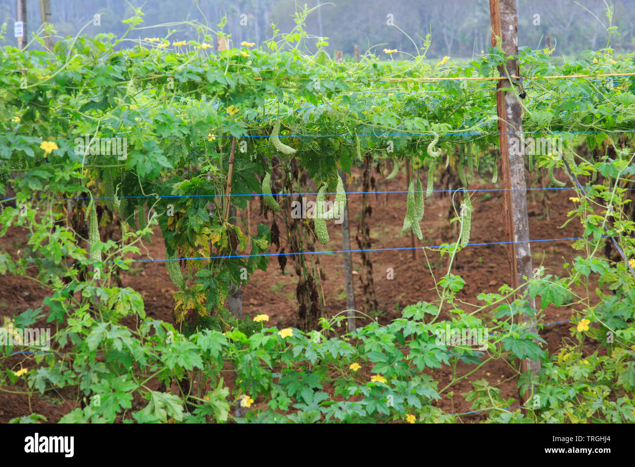 Bitter Gourd Plantation High Resolution Stock Photography And Images Alamy