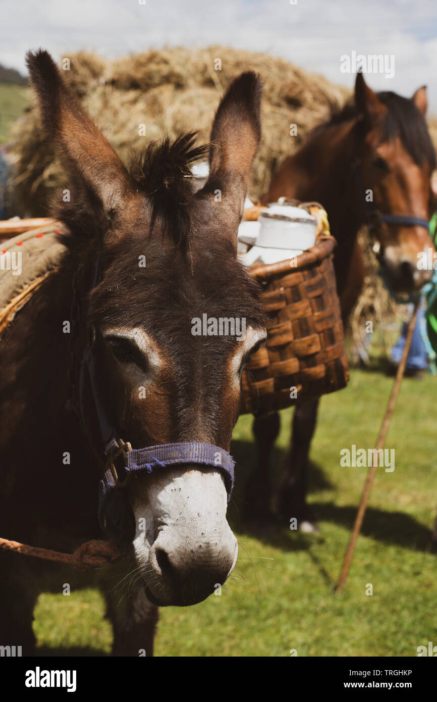 Donkey carrying a load of milk Stock Photo