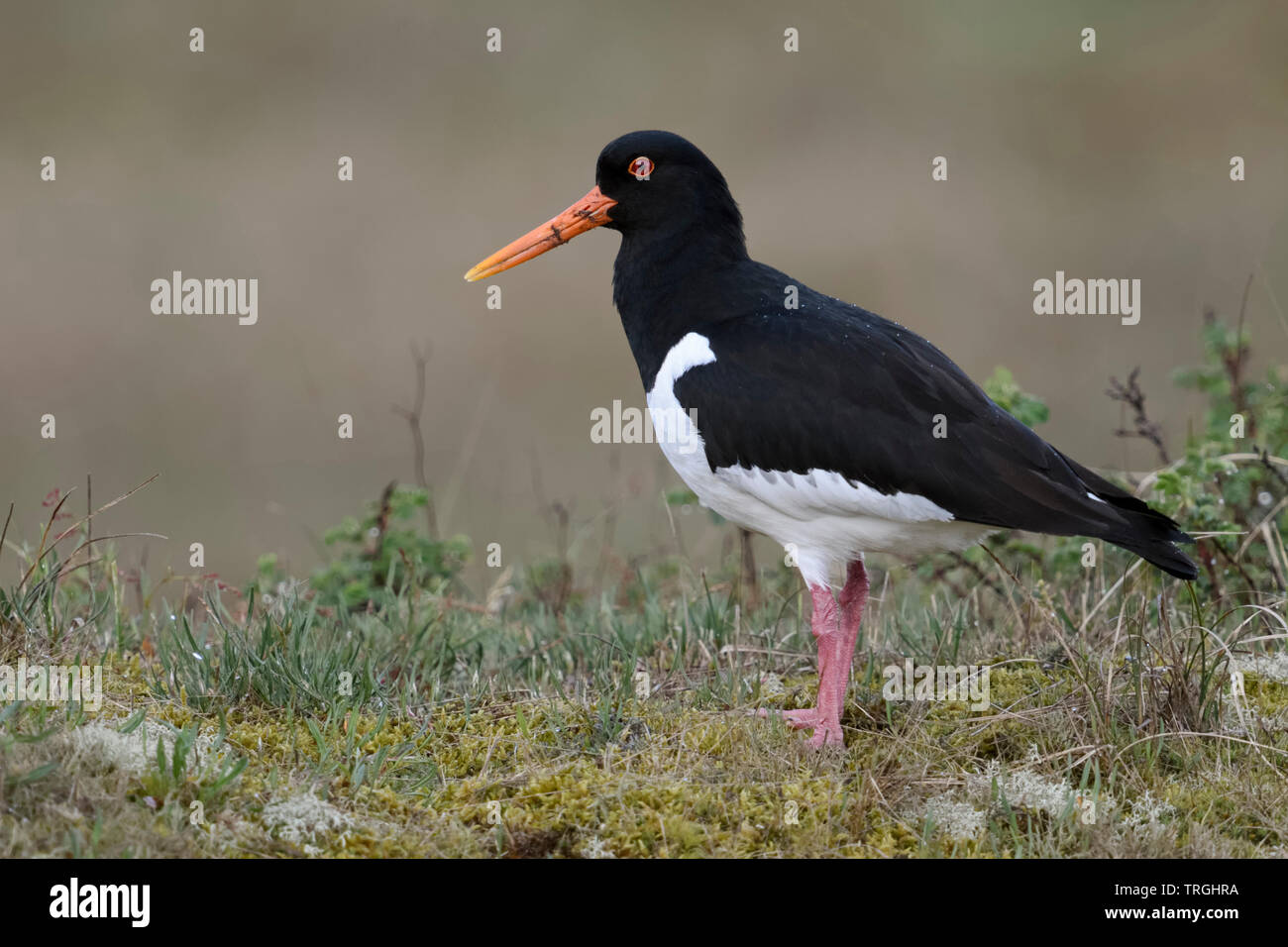 Oystercatcher / Austernfischer ( Haematopus ostralegus ), standing on top of a little hill, nice and detailed side view, wildlife, Europe. Stock Photo