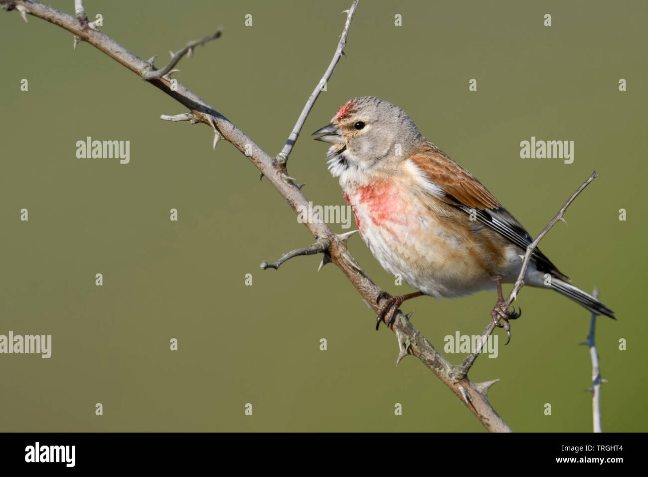 Common Linnet / Bluthänfling ( Carduelis cannabina ), male bird in breeding dress, singing, perched on a dry thorny blackberry tendril, wildlife, Euro Stock Photo