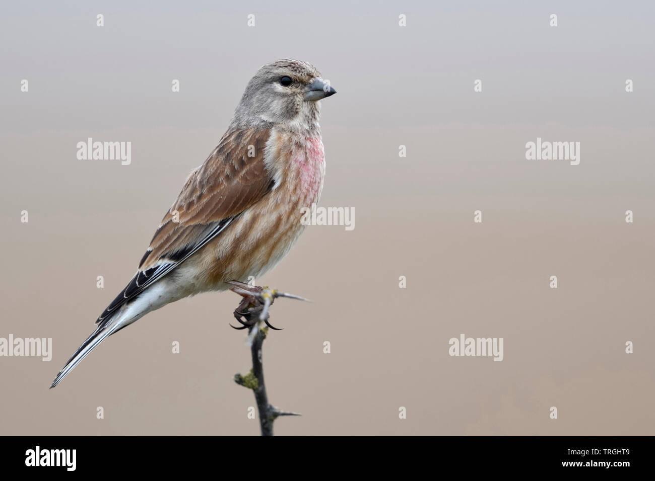 Common Linnet / Bluthänfling ( Carduelis cannabina ), male bird in breeding dress, perched on top of a dry thorny branch, wildlife, Europe. Stock Photo