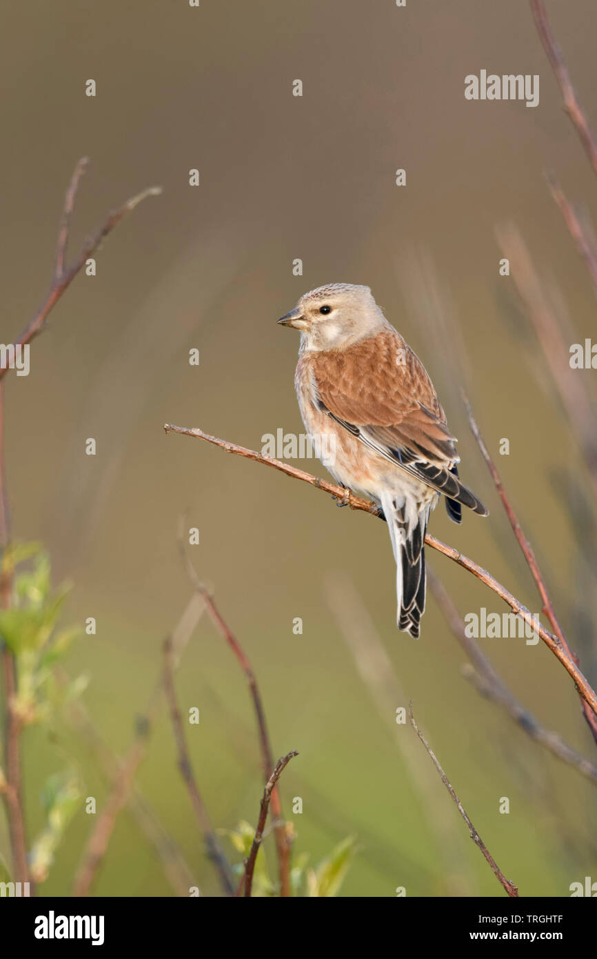 Common Linnet / Bluthänfling ( Carduelis cannabina ), male bird in breeding dress, perched in buches, nice, backside view, spring, wildlife, Europe. Stock Photo