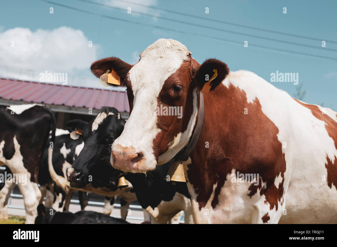 Brown and white cow Stock Photo