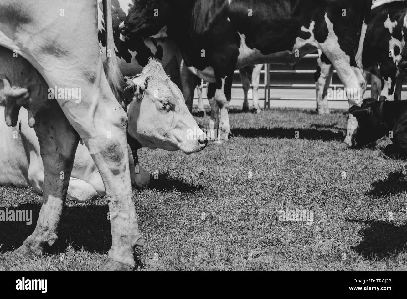 Farm cows grazing beef farming livestock Black and White Stock Photos