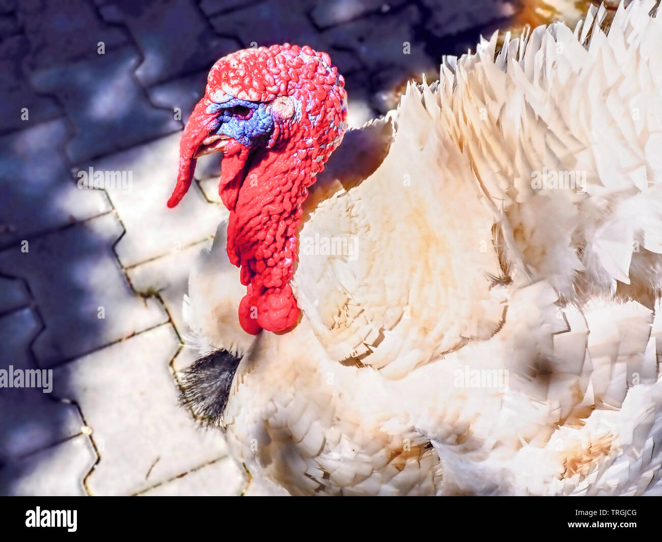 white big turkey with blue border on the eyes and bright red neck and head, the plumage is white, side view in closeup in the sun Stock Photo
