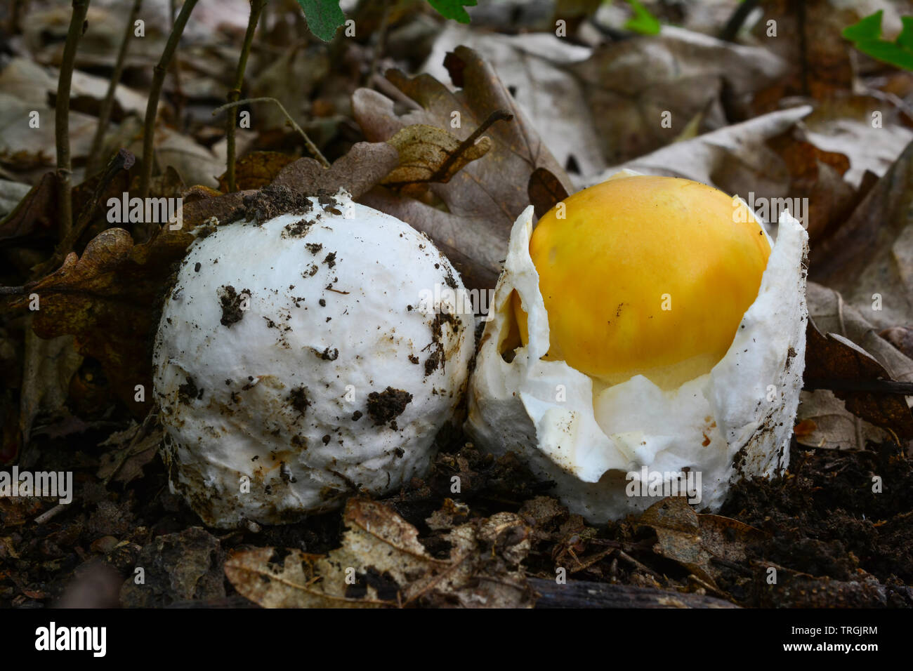 Two very young and healthy specimen of Amanita caesarea or Caesar's mushrooms, one of them still in the egg stage, the other partially opened, close u Stock Photo