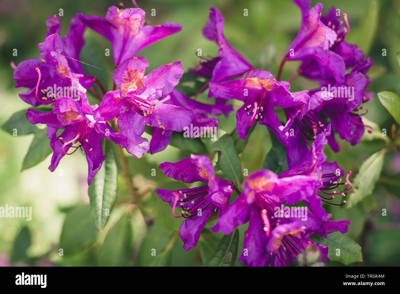 lila Rhododendron im Garten / purple rhododendron in garden Stock Photo