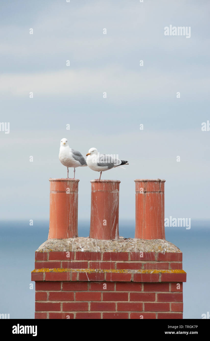 European Herring gulls, Larus argentatus, perched on chimneys overlooking the north sea, Whitby, United Kingdom, British Isles Stock Photo