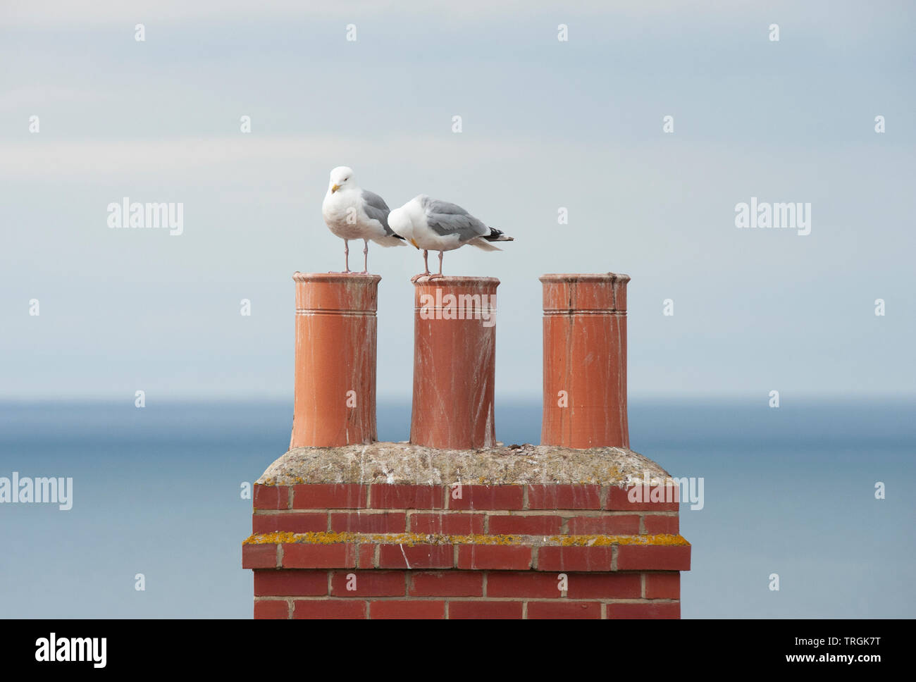 European Herring gulls, Larus argentatus, perched on chimneys overlooking the north sea, Whitby, United Kingdom, British Isles Stock Photo