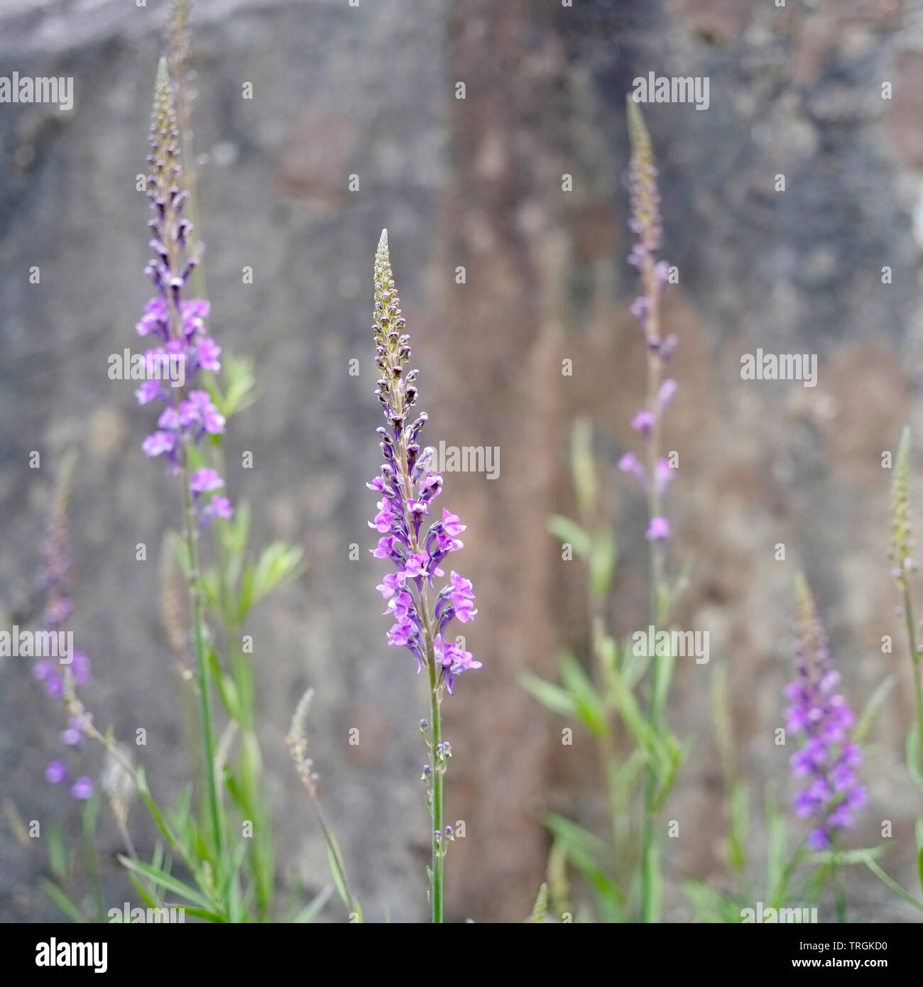 Linaria purpurea flowers - Purple Toadflax Stock Photo