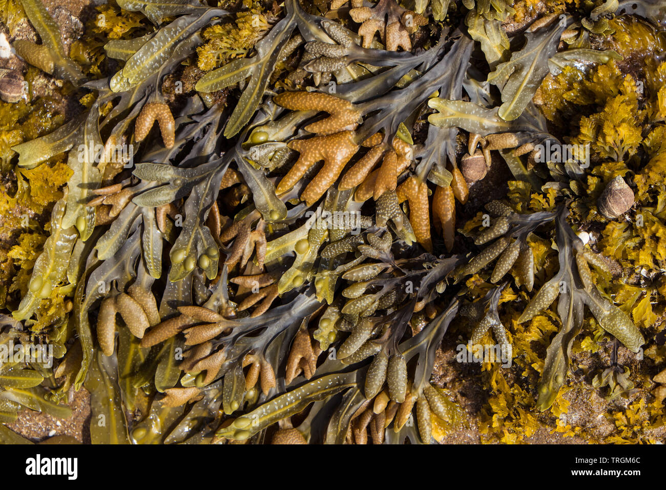 sea weed Stock Photo