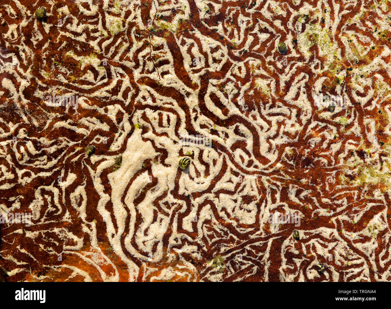 Australia, NSW, Yamba, tidal pool with abstract designs created by snails moving on sand Stock Photo