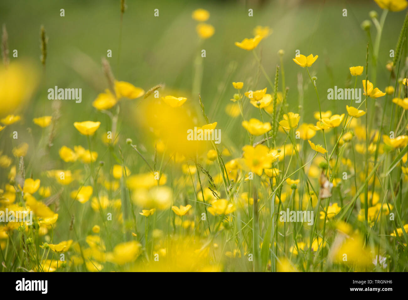 Buttercup in a wildflower meadow, England, UK Stock Photo