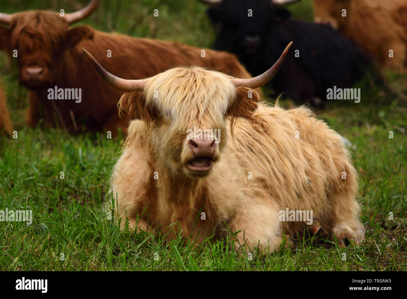 Long Hair Cattle Stock Photos Long Hair Cattle Stock Images Alamy