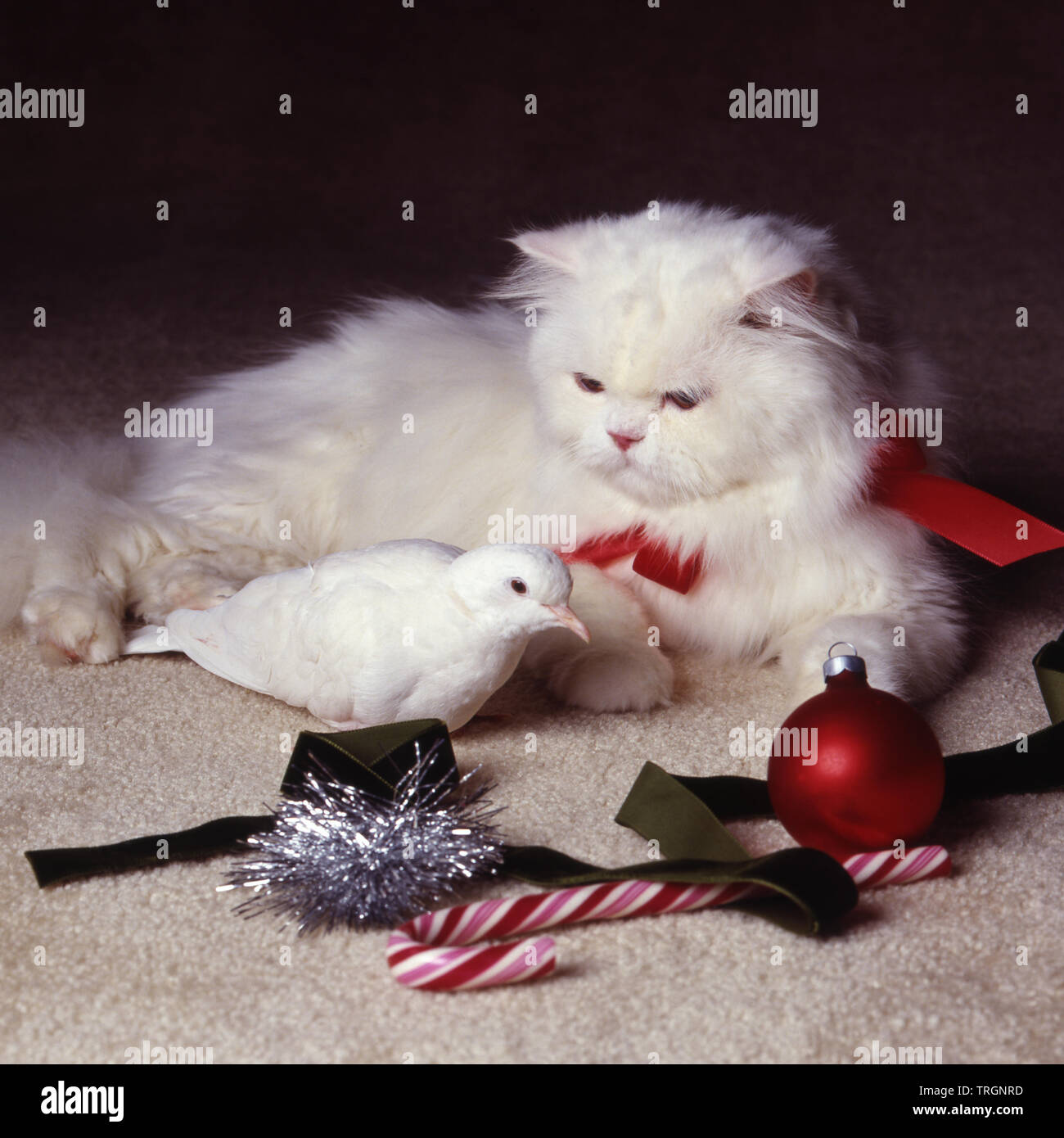 White cat and white dove together with Christmas props Stock Photo