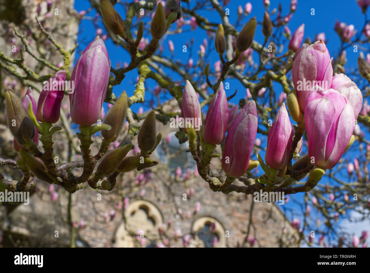 Close-up view of Magnolia Tree Blossoms in Bishop's Palace gardens. Stock Photo