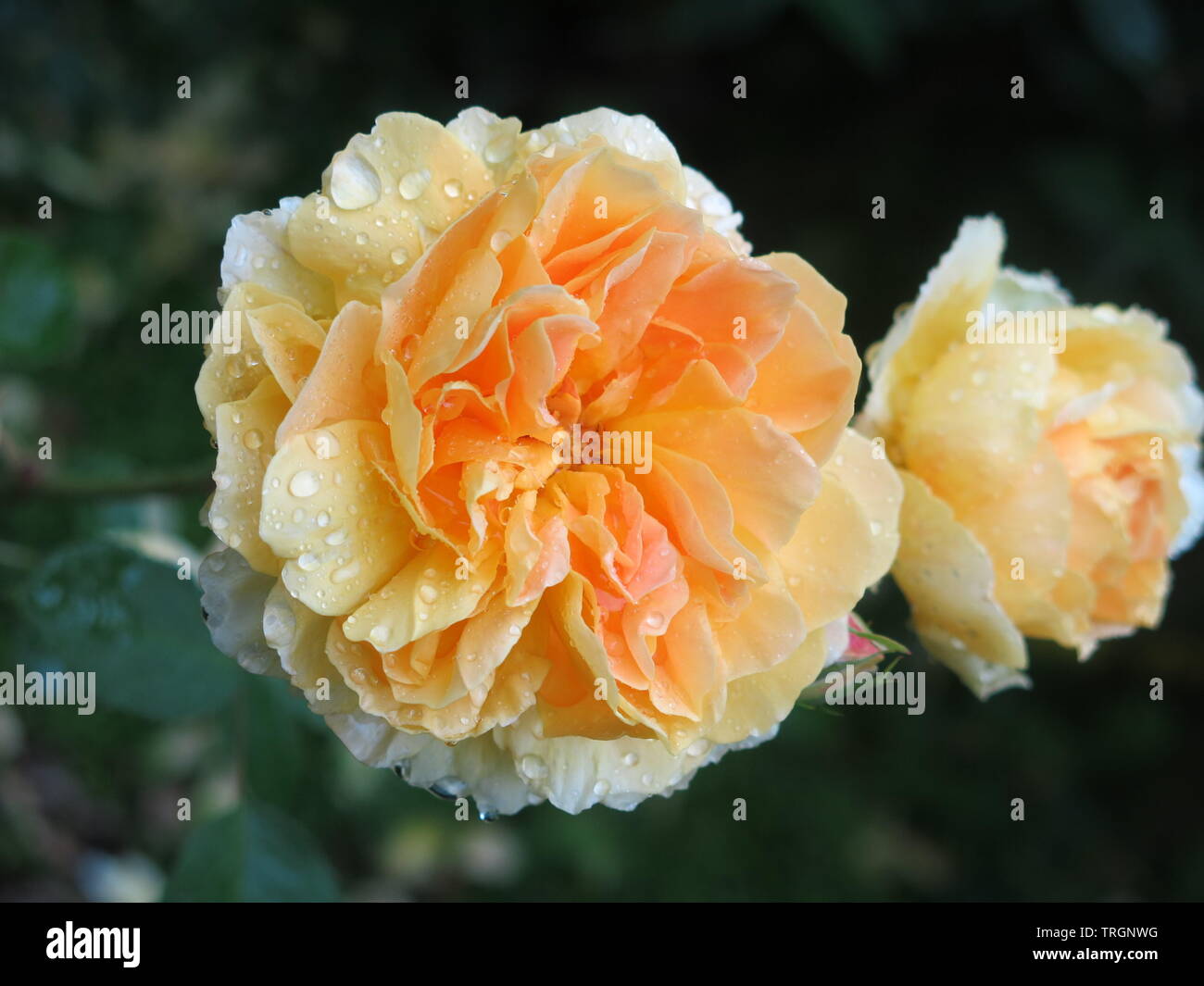 Flowers With Ruffled Petals High Resolution Stock Photography and