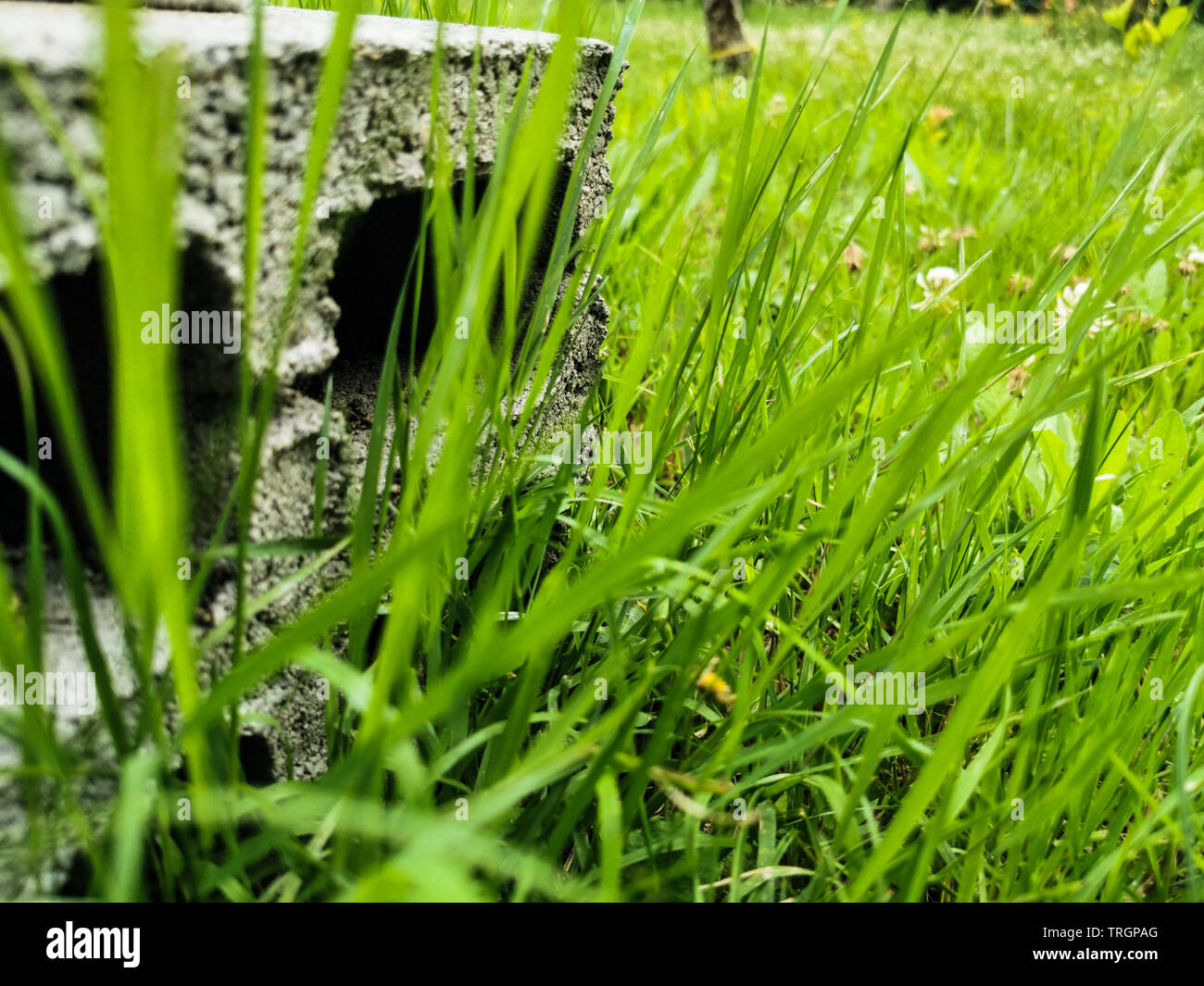 abandoned concrete brick in the middle of a green lawn Stock Photo
