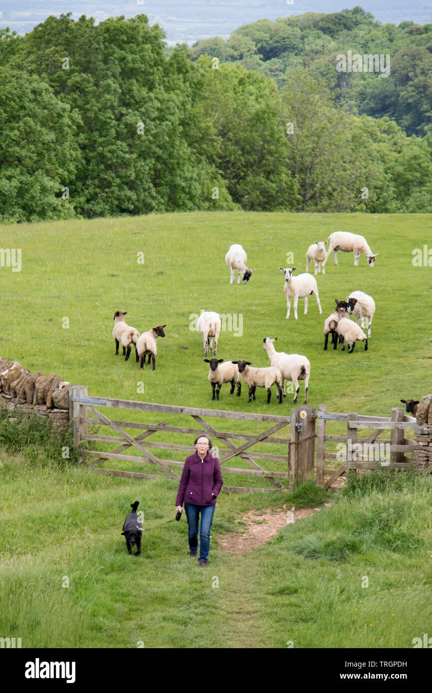 Walking the Cotswold Way at Broadway Tower Country Park near the