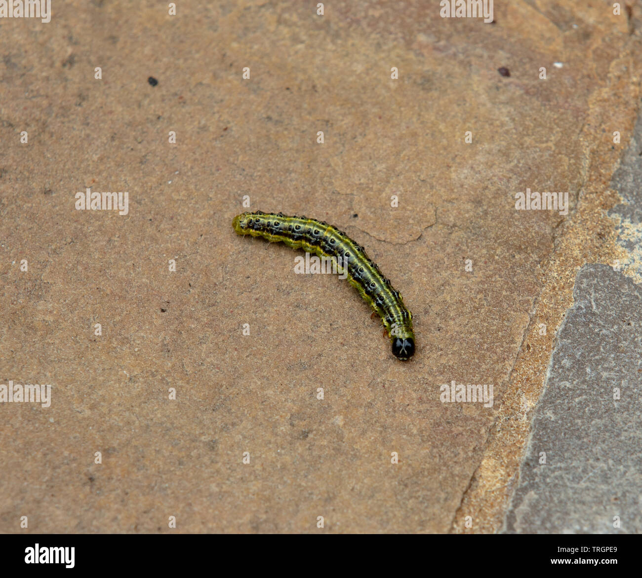 Symptoms box tree caterpillar hires stock photography and images Alamy