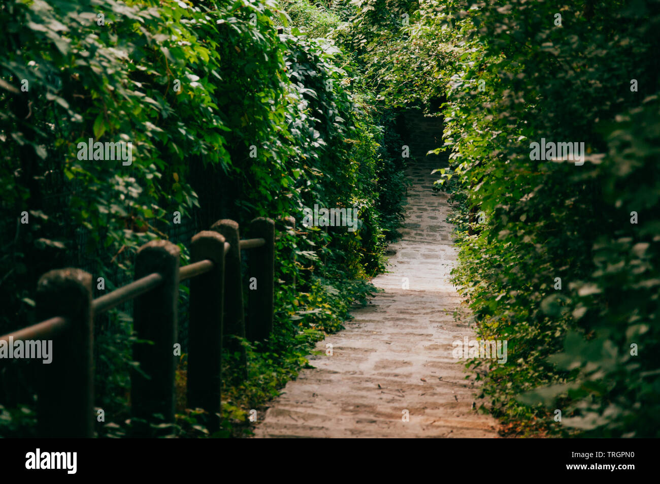 Pathway surrounded with greenery in Budapest. Stock Photo