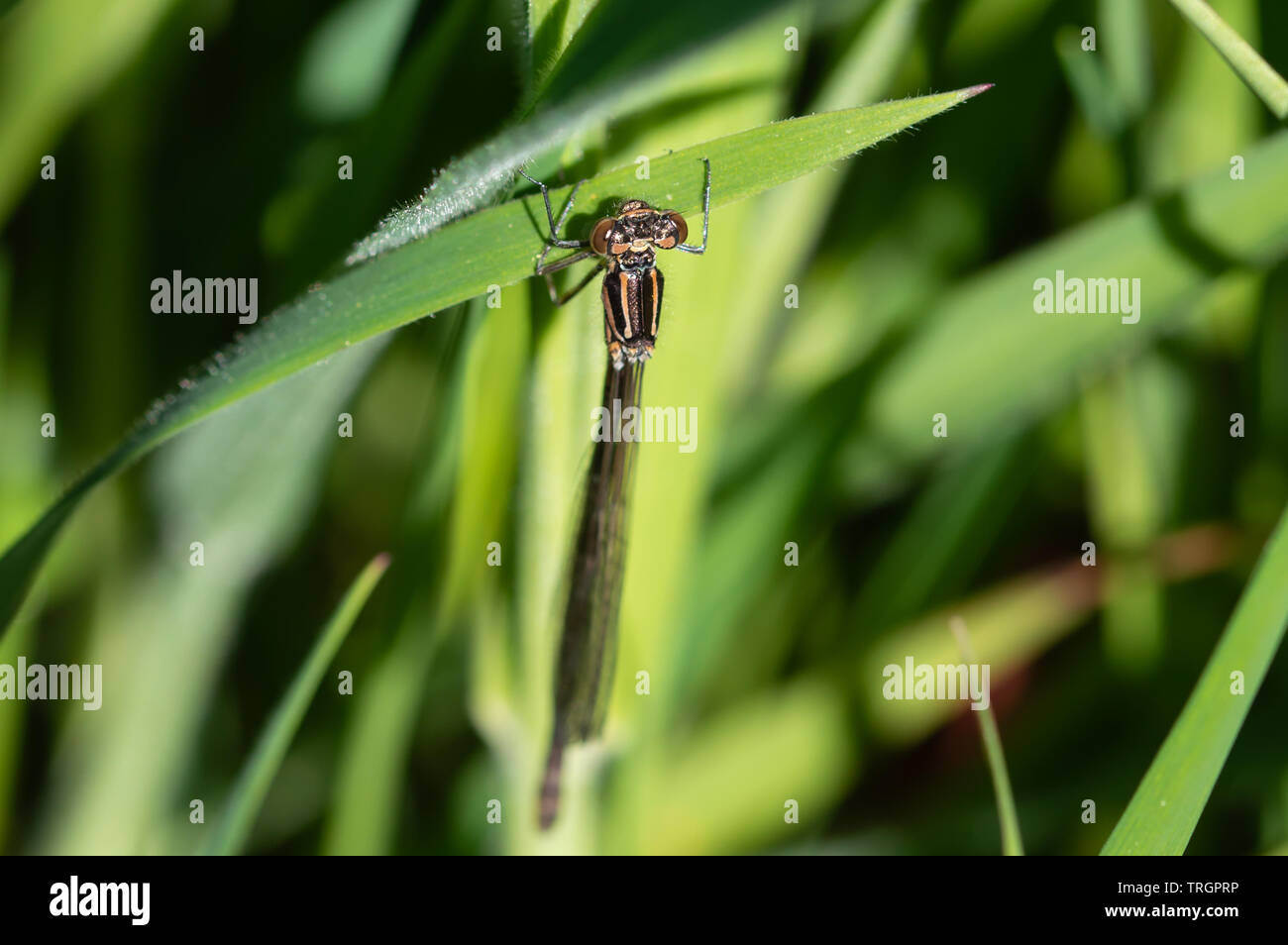 Damselfly hanging from a grass blade Stock Photo - Alamy
