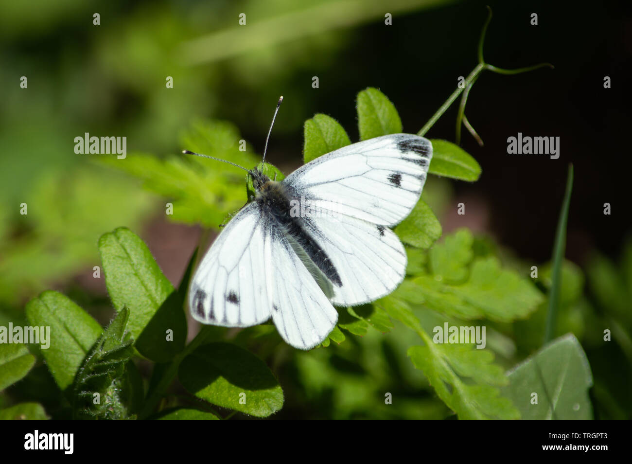 Green-veined White butterfly on greenery Stock Photo