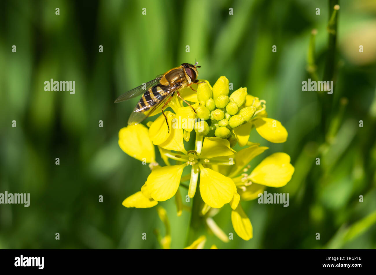 Hoverfly on rapeseed flower Stock Photo